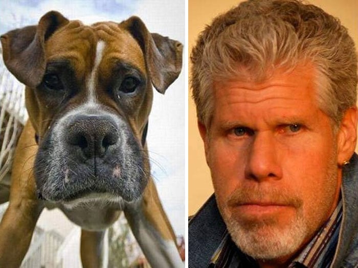 celebrity-look-alikes-animals-74__700