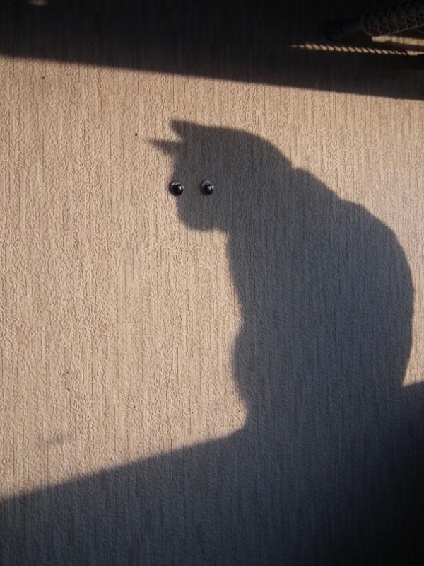 6022210-R3L8T8D-600-funny-shadow-fails-illusions-2