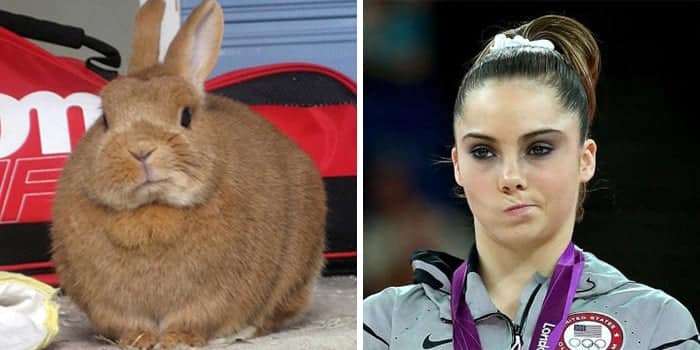 celebrity-look-alikes-animals-69__700