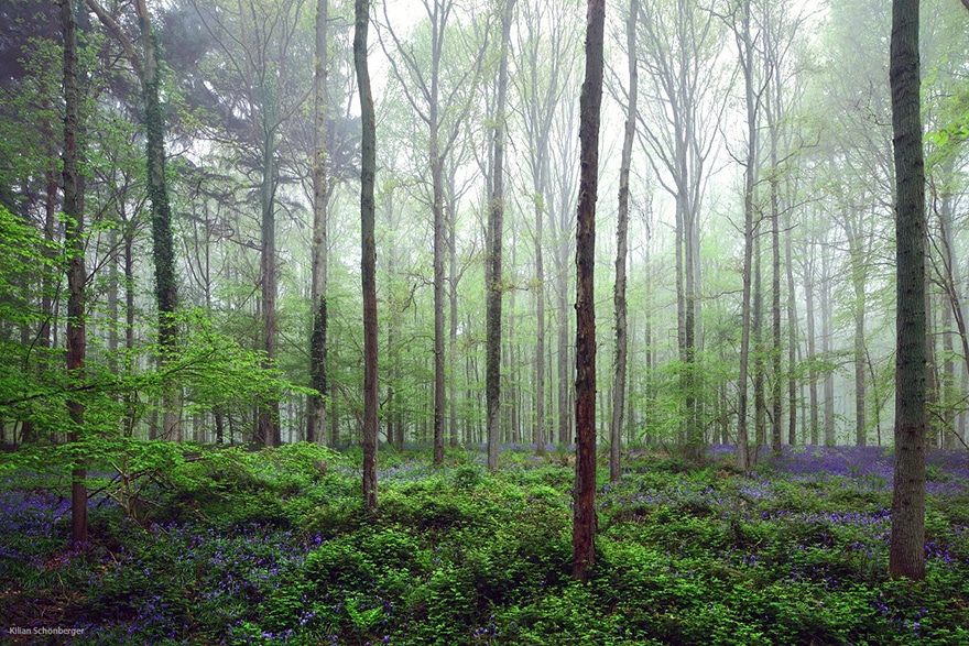 bluebells-blooming-hallerbos-forest-belgium-12