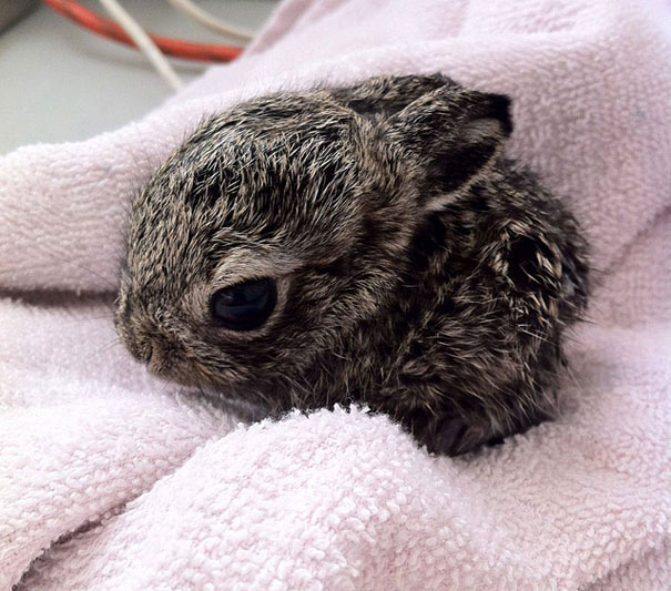 20 μωρά ζώα που θα ζεστάνουν ακόμη και τη πιο κρύα καρδιά