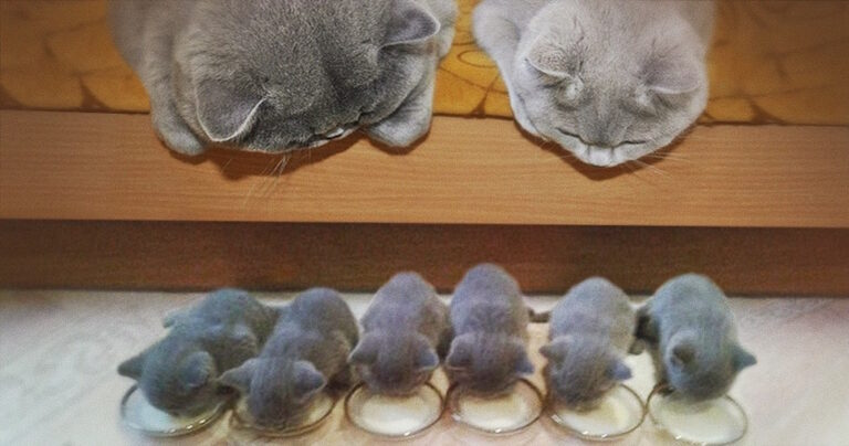 15 περήφανες γατομαμάδες που ποζάρουν μαζί με τα μικρά τους