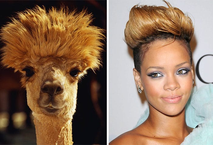 celebrity-look-alikes-animals-711__700