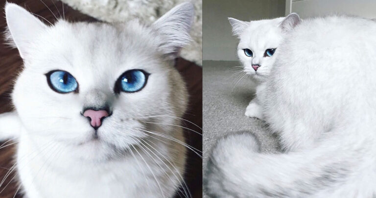 Αυτός είναι ο γάτος με τα πιο όμορφα μάτια στον κόσμο
