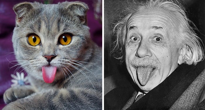 celebrity-look-alikes-animals-47__700