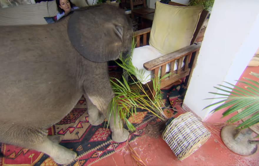 rescue-baby-elephant-moyo-roxy-danckwerts-wild-is-life-zimbabwe-10