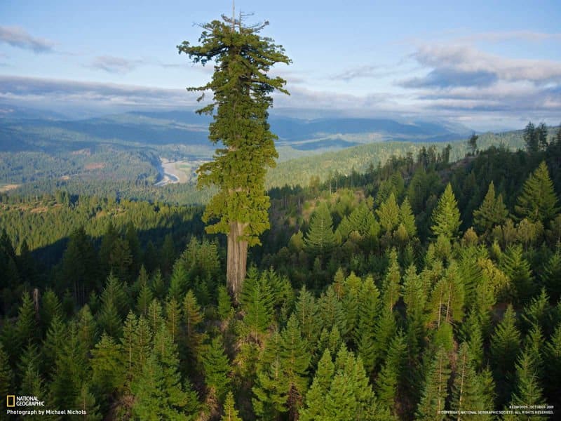 Hyperion-tallest-tree