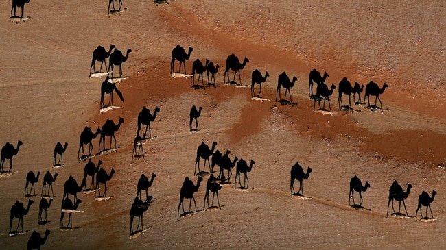6034260-R3L8T8D-650-national_geographic_camels_1920x1080_20377