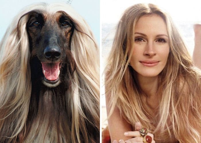 celebrity-look-alikes-animals-541__700