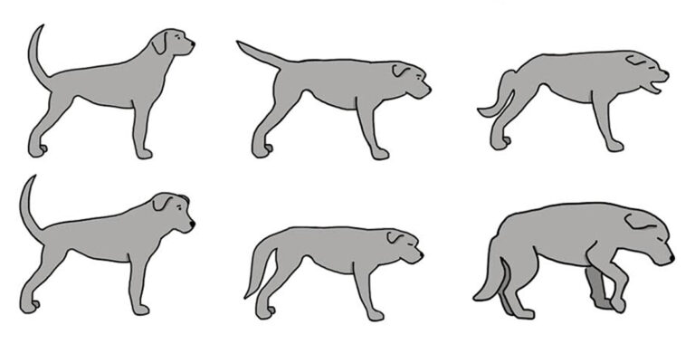 11 μυστικά που κρύβει η κίνηση της ουράς ενός σκύλου που όλοι πρέπει να γνωρίζουμε