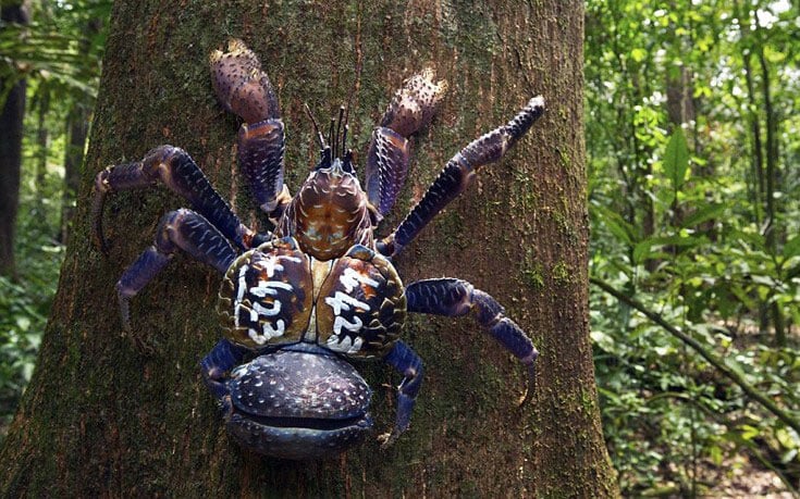 gigantioi-kavoures-pou-skarfalwnoun-sta-dentra-kai-pnigontai-sto-nero-3