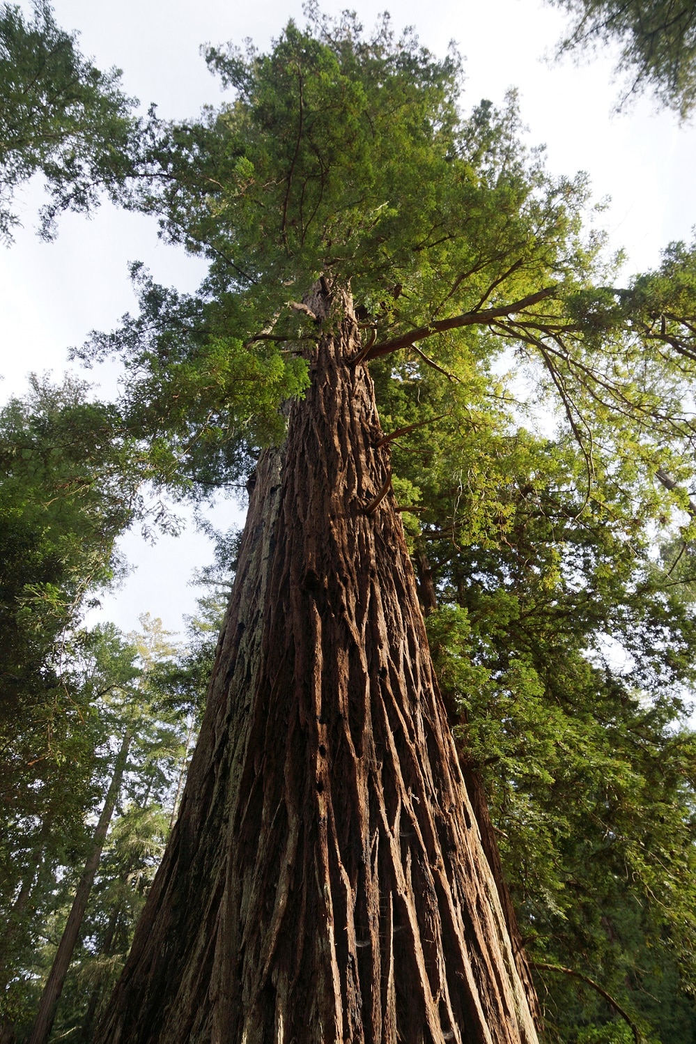 Sequoia_sempervirens_Big_Basin_Redwoods_State_Park_7