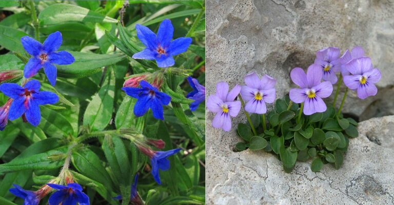 22 από τα ωραιότερα αγριολούλουδα της Ελλάδας