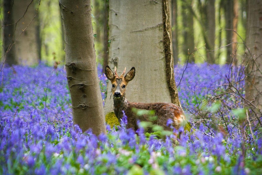 bluebells-blooming-hallerbos-forest-belgium-10