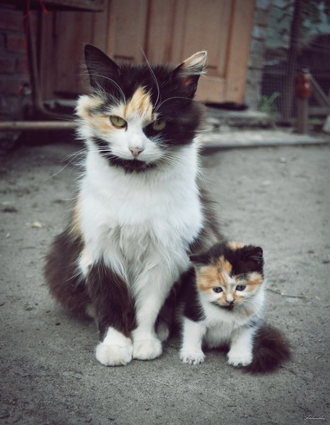 13855-R3L8T8D-650-cat-and-mini-me-counterpart-26__700