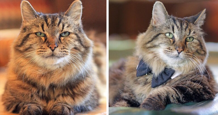 Αυτός είναι ο μεγαλύτερα ηλικιακά γάτος του κόσμου που υιοθετήθηκε από καταφύγιο σε ηλικία 26 ετών