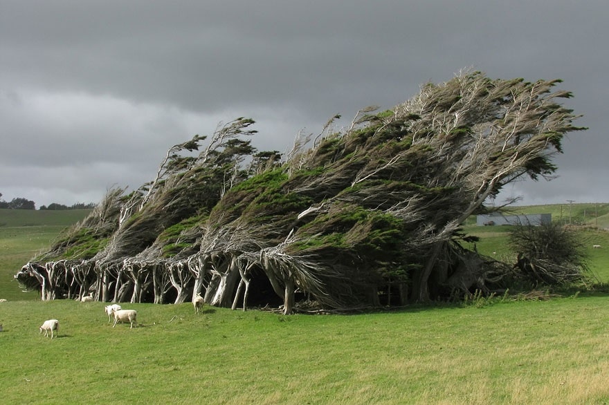 7530410-R3L8T8D-880-amazing-trees-18