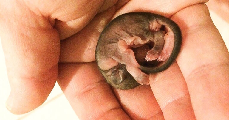 Βρήκε στην άκρη του δρόμου αυτό το ζωάκι και το έσωσε ενώ δεν είχε ιδέα πώς να το φροντίσει