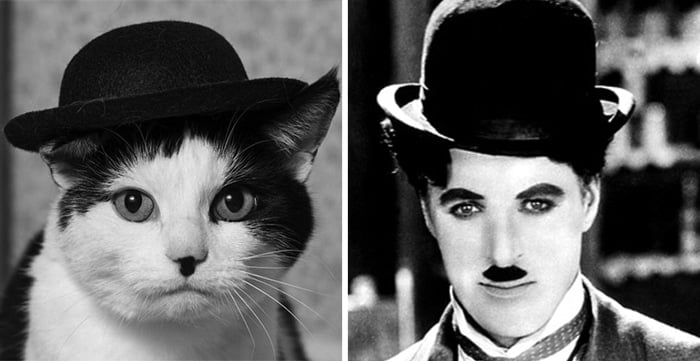 celebrity-look-alikes-animals-45__700