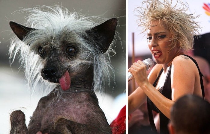 celebrity-look-alikes-animals-422__700