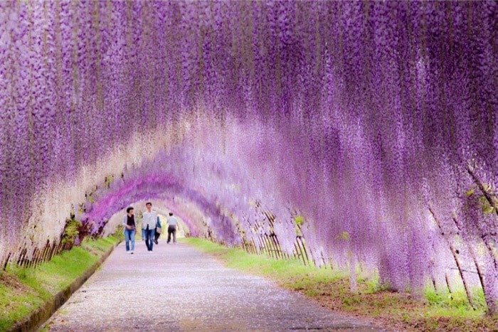 12641510-R3L8T8D-700-kawachi-fuji-garden-wisteria-tunnel-kitakyushu-japan-4