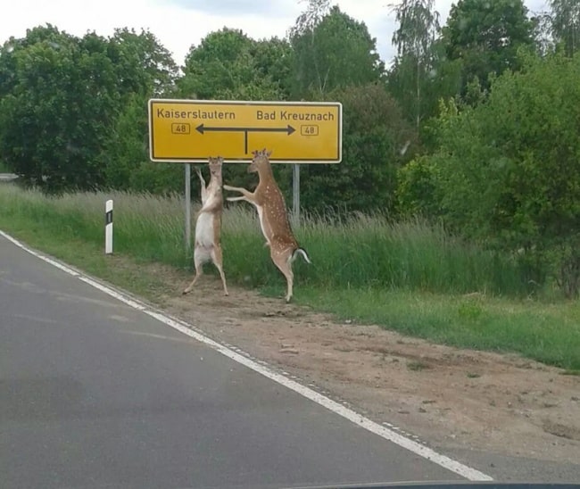 70155-650-1455891831-hitchhiking-deer-act-normal