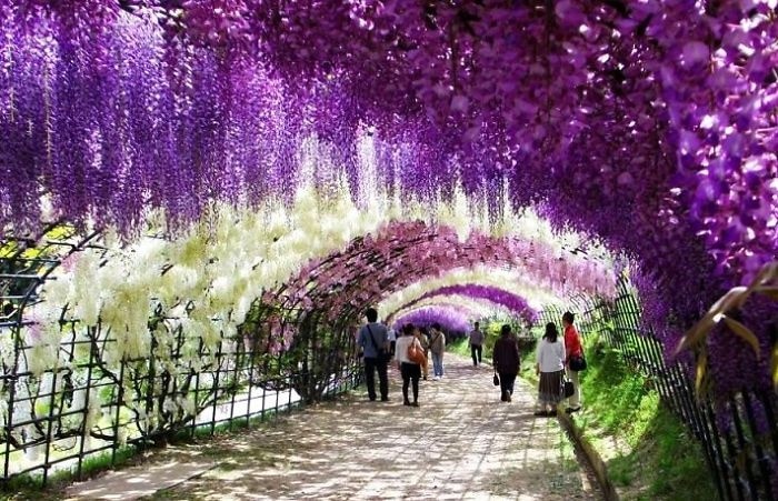 12641360-R3L8T8D-700-Wisteria-Tunnel-004__700