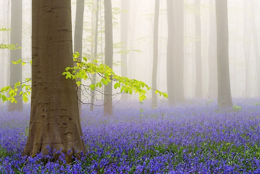 bluebells-blooming-hallerbos-forest-belgium-4