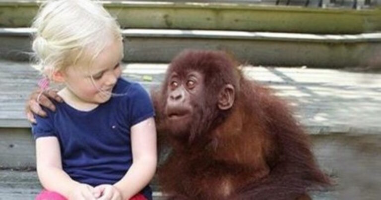 Πατέρας και κόρη συναντιούνται μετά από 12 χρόνια με τους αγαπημένους τους γορίλες