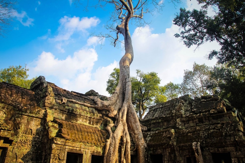 38155-1000-1455808615-5388baff54_ta-prohm-temple-angkor-siem-reap-cambodia