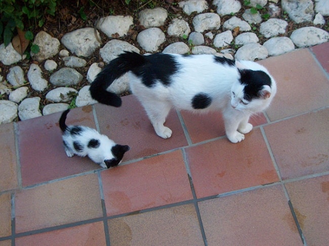 13605-R3L8T8D-650-cat-and-mini-me-counterpart-17__700