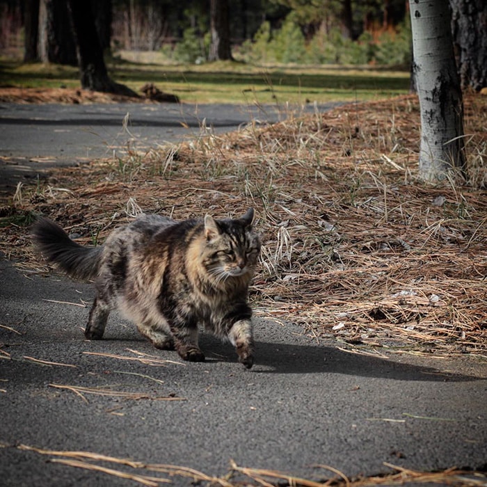 oldest-cat-living-guinness-world-records-corduroy-48