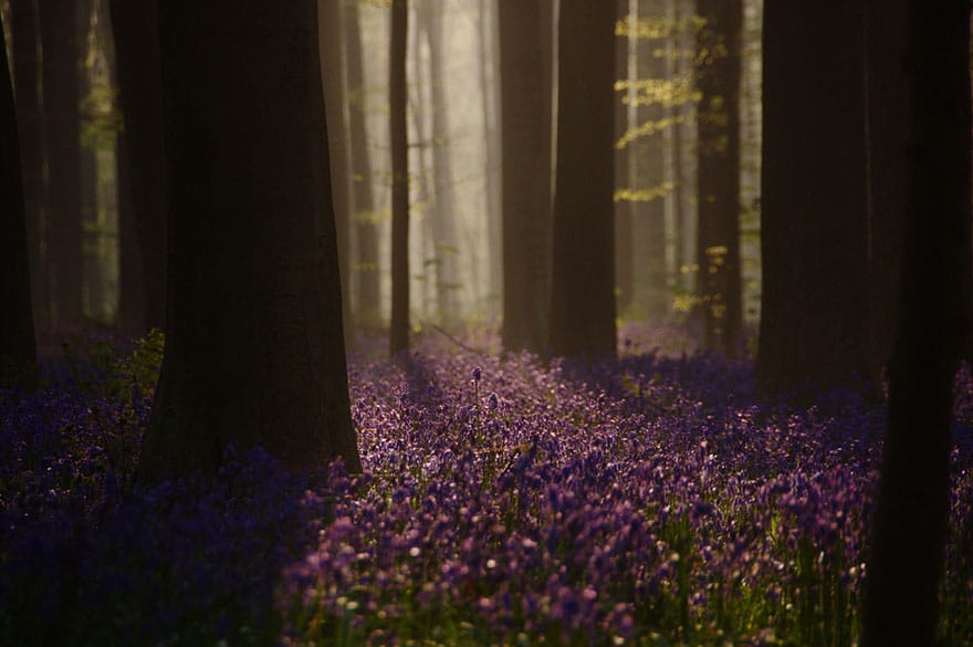 bluebells-blooming-hallerbos-forest-belgium-8