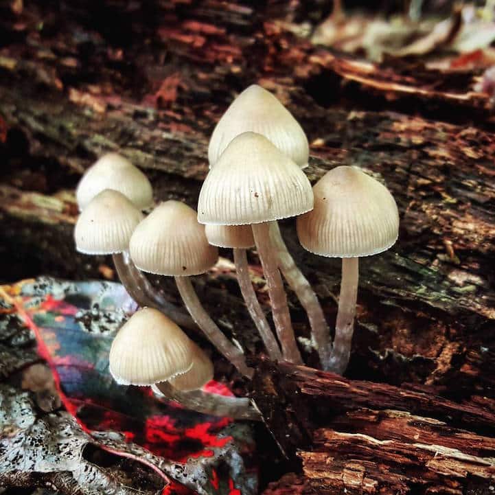 mushroomninja21