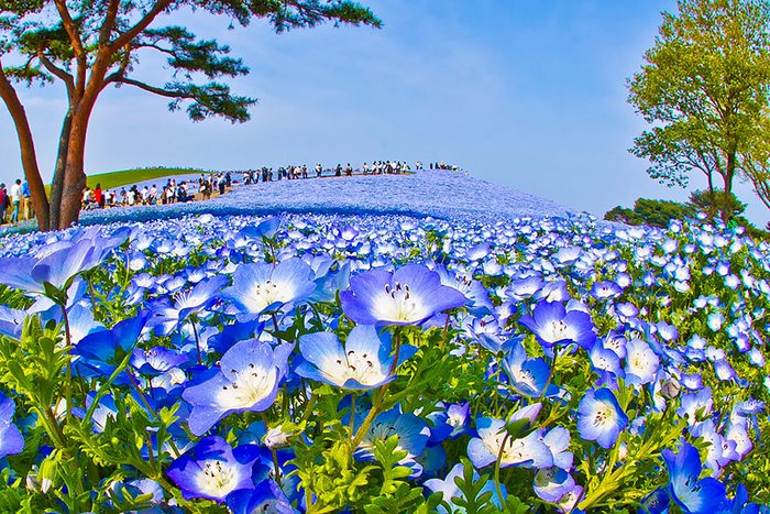 Κάθε άνοιξη σε αυτό το πάρκο ανθίζουν 3,5 εκατομμύρια λουλούδια! Το θέαμα είναι μαγευτικό