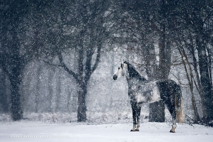 how-a-childhoods-dream-became-reality-working-with-horses-17