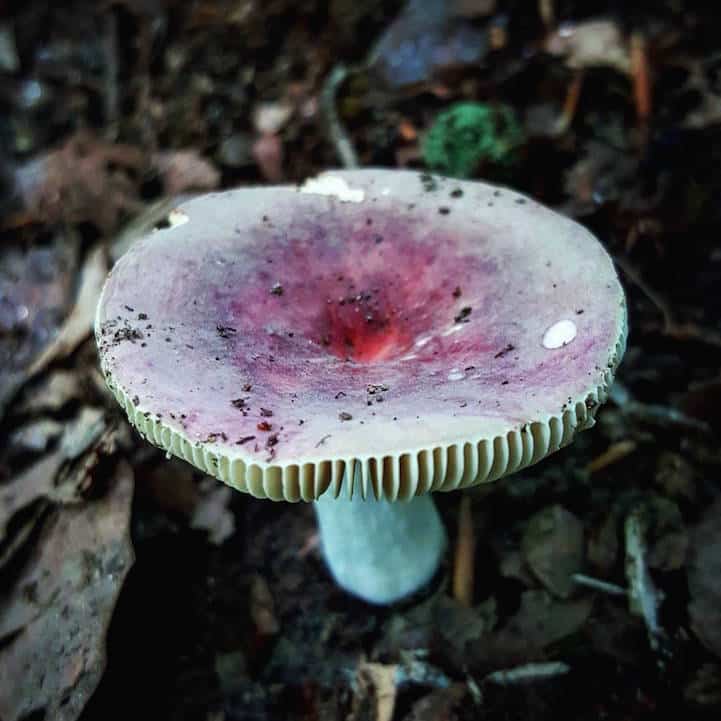 mushroomninja19