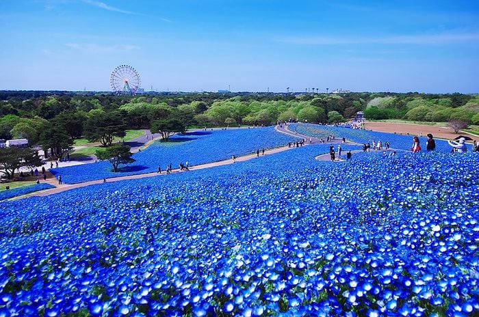 Κάθε άνοιξη σε αυτό το πάρκο ανθίζουν 3,5 εκατομμύρια λουλούδια! Το θέαμα είναι μαγευτικό