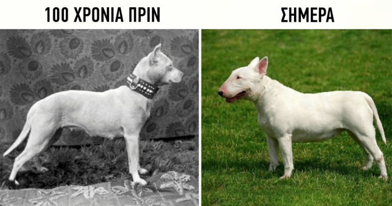 Πώς έχουν εξελιχθεί οι ράτσες των σκύλων τα τελευταία 100 χρόνια