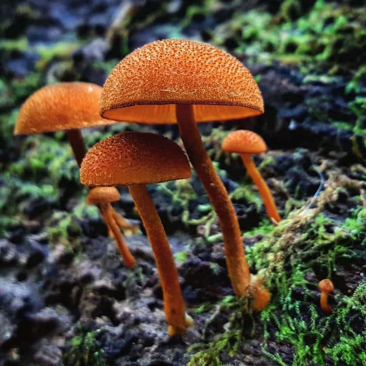 mushroomninja13