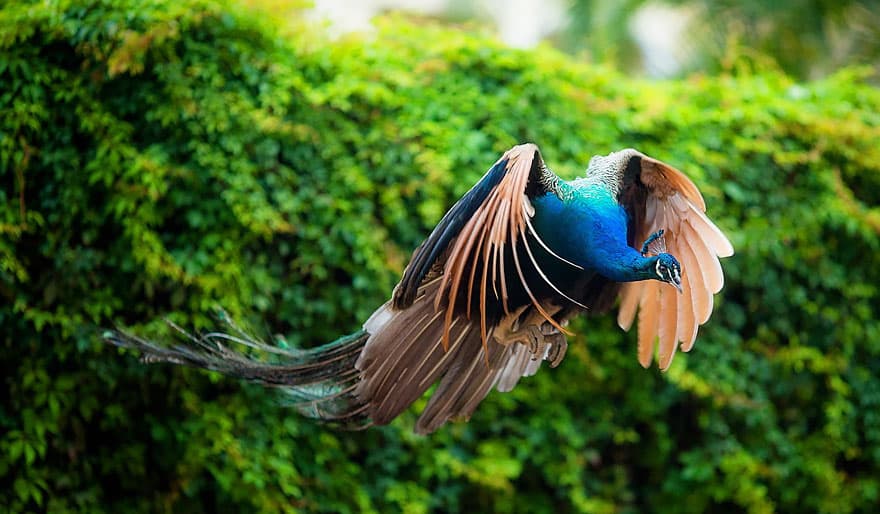 flying-peacock-14