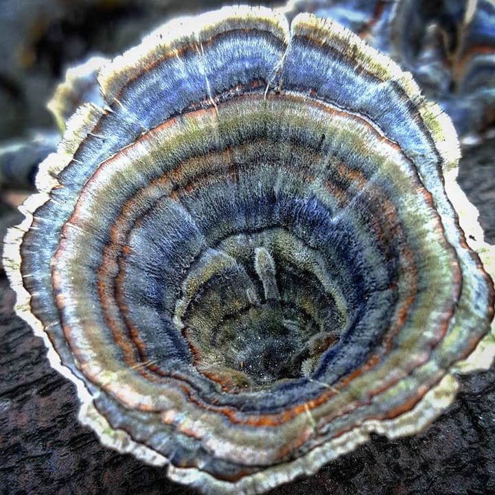 mushroomninja15