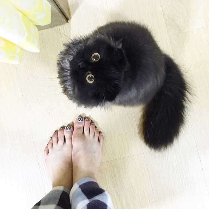 big-cute-eyes-cat-black-scottish-fold-gimo-1room1cat-421