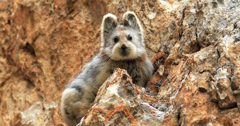 Ένα απίστευτα σπάνιο κουνέλι IIi Pika φωτογραφίζεται πρώτη φορά σε 20 χρόνια.