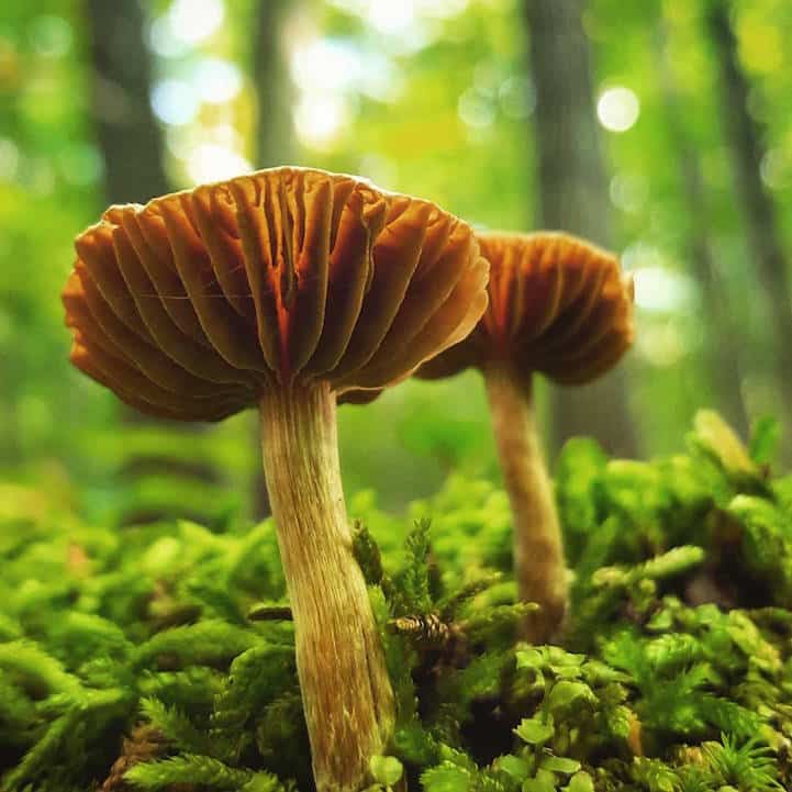 mushroomninja25