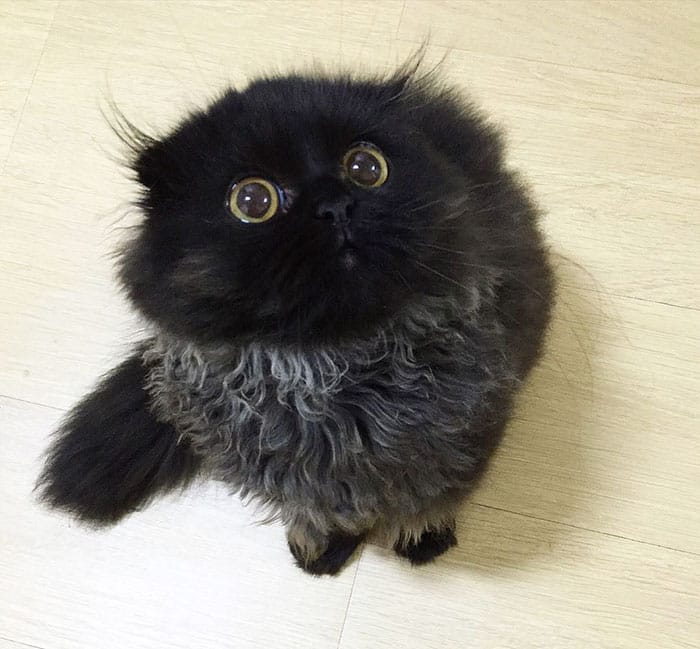 big-cute-eyes-cat-black-scottish-fold-gimo-1room1cat-122