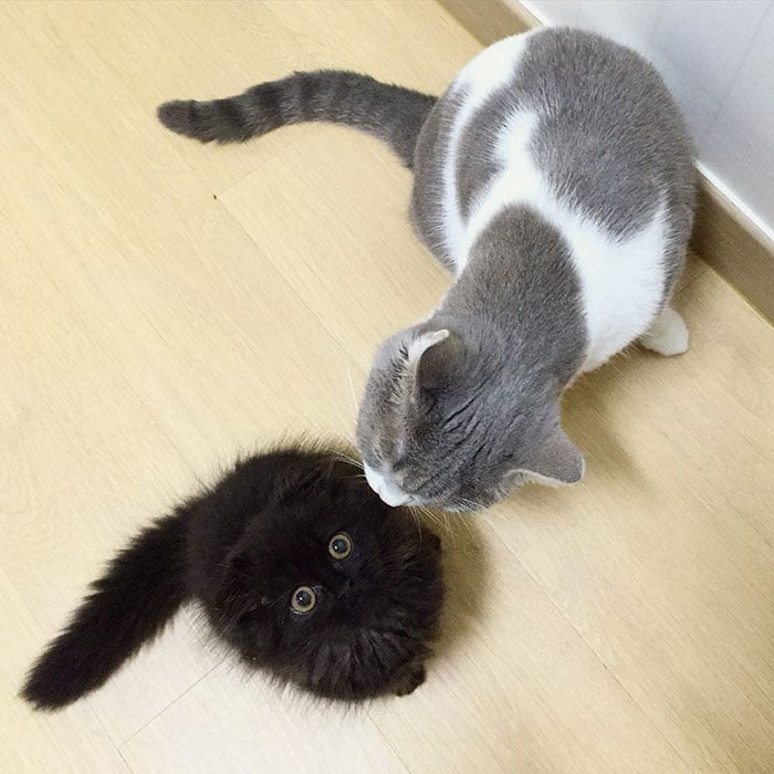 big-cute-eyes-cat-black-scottish-fold-gimo-1room1cat-331