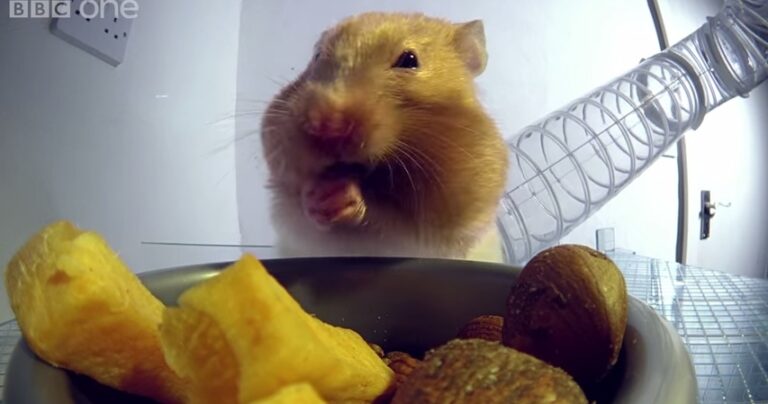 Πως μπορεί ένα χάμστερ και χωράει τόση ποσότητα φαγητού στο στόμα του;