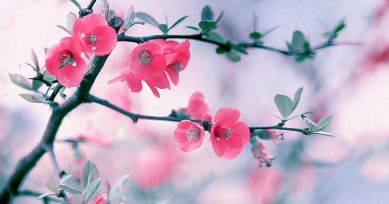 Τα λουλούδια της άνοιξης ανθίζουν σε αυτό το υπέροχο βίντεο!