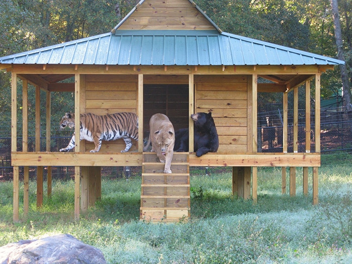 lion-tiger-bear-unusual-friendship-animal-shelter-georgia-11